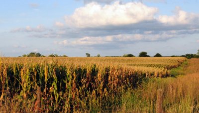 Iowa Cornfields