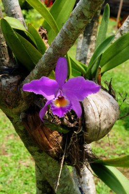 Indonesia 2016 Orchid