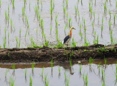 Rice fields and an egret  at our hotel in Bali