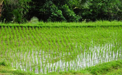 Rice fields surrounding our hotel.