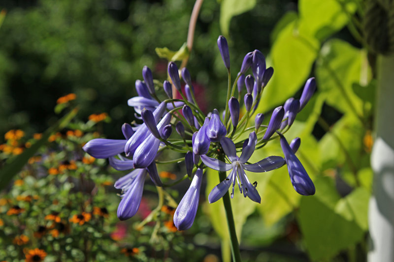 agapanthus