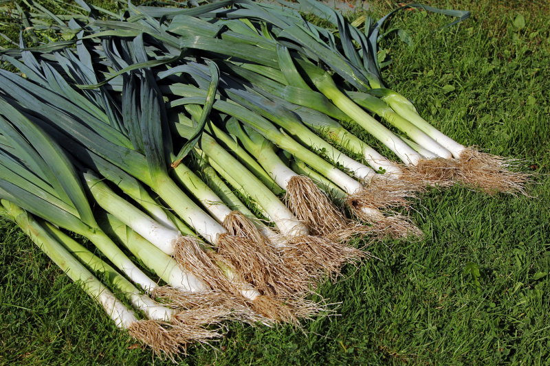 Leek harvest