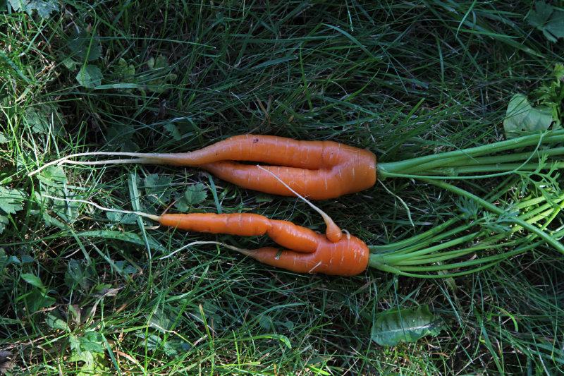 splendor in the grass