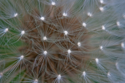 Dandelion fluff