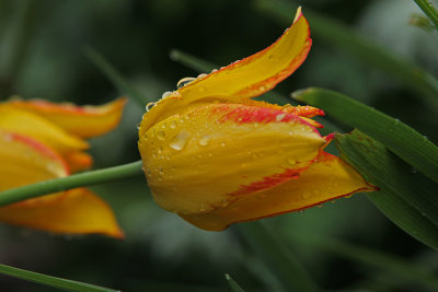 Granny's heirloom tulip