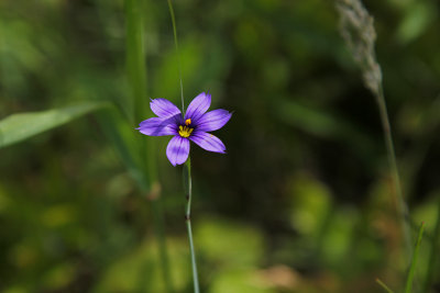 blue eyed grass