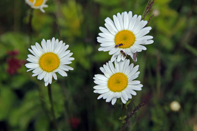 Daisies