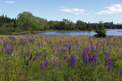 Kent Cove Lupines, North Haven,Maine