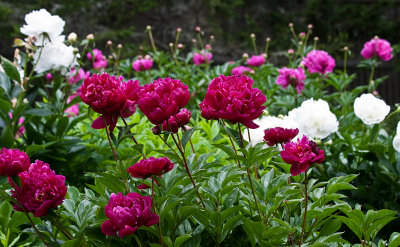 June is for peonies