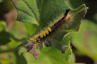 Rusty Tussock Moth caterpillar ~ a beauty!