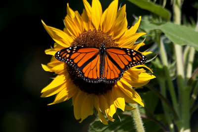 Monarch ~ first in my garden today ~ late in coming