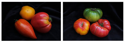 tomato portraits