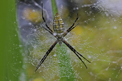 Argiope trifasciata ~ banded garden spider