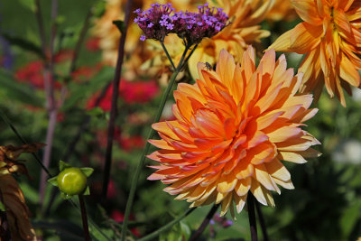 Autumn dahlia 