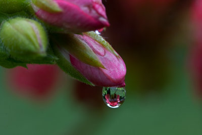 Raindrop on geranium