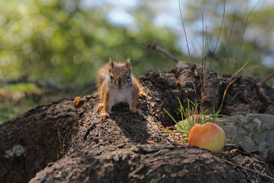baby red squirrel and apple