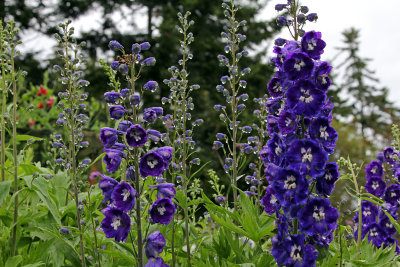 Autumn Delphinium