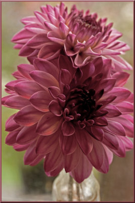 a Mauve-elous Photoshopped Pink