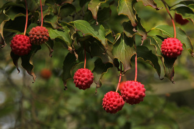Cornus Kousa ~ Japanese Kousa Dogwood berries
