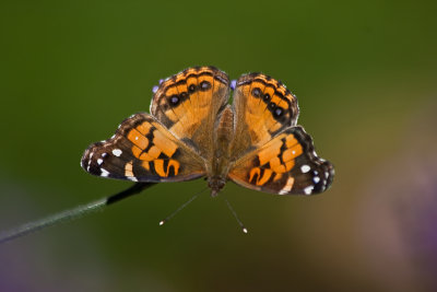 American Painted Lady