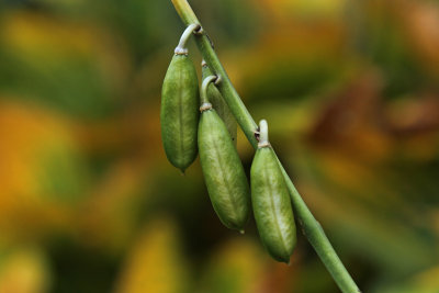 Hosta seed pods