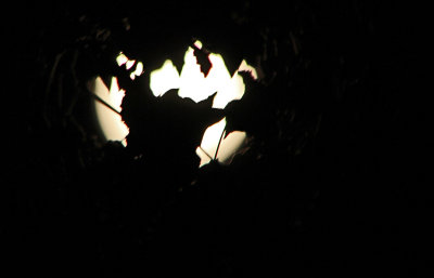 Harvest Moon through leaf silhouette 