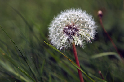 dandelion