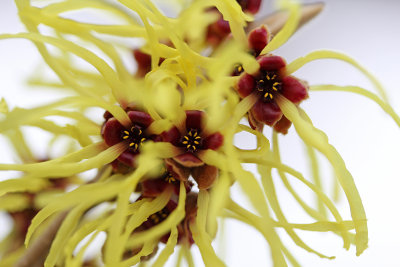 late winter blooming witch hazel