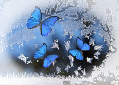 blue butterfly day