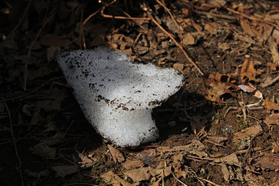 a patch of old snow
