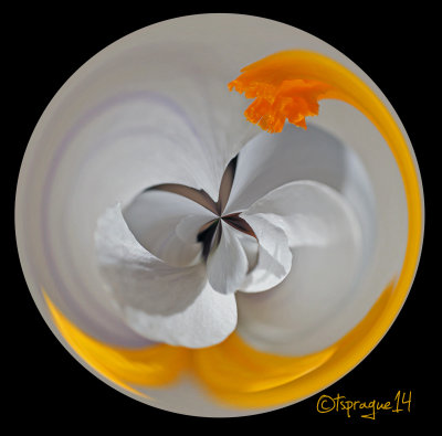 crocus curves