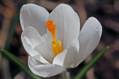 Easter Crocus
