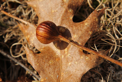 Goldenrod gall