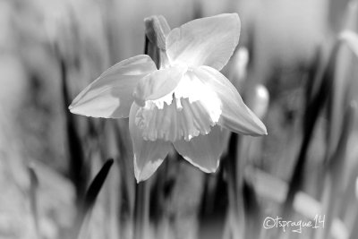 narcissus