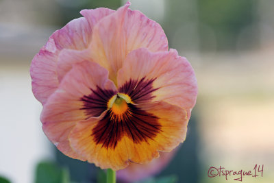 peachy pansy