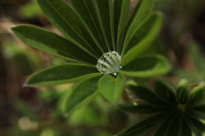 dewdrop on lupine