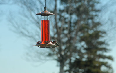 Ruby Throated Hummingbird