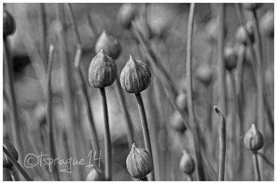 chive blossom buds