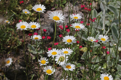 daisies and dianthus