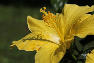 hibiscus in a pot on my Maine deck!