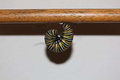 Monarch Caterpillar in 'J' formation