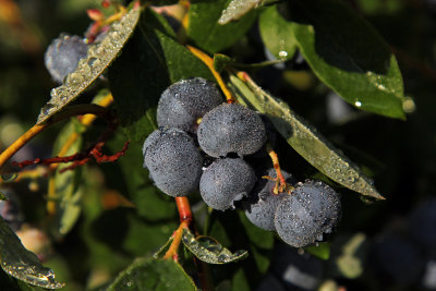 high bush blueberries