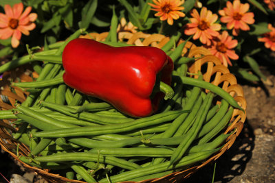 red ripe on a basket of beans