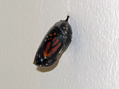 Monarch Butterfly chrysalis 