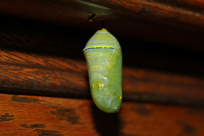  Monarch Butterfly chrysalis