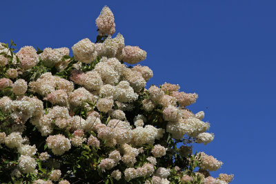 Hydrangea paniculata