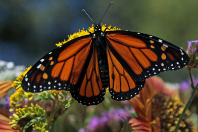 New Monarch Butterfly spreads it's wings