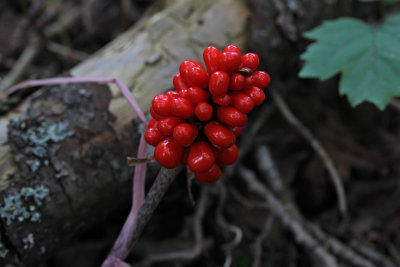 Jack-in-the Pulpit