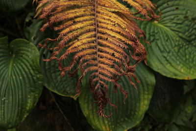 autumn Ostrich fern