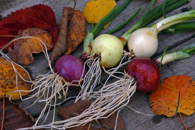 autumn harvest